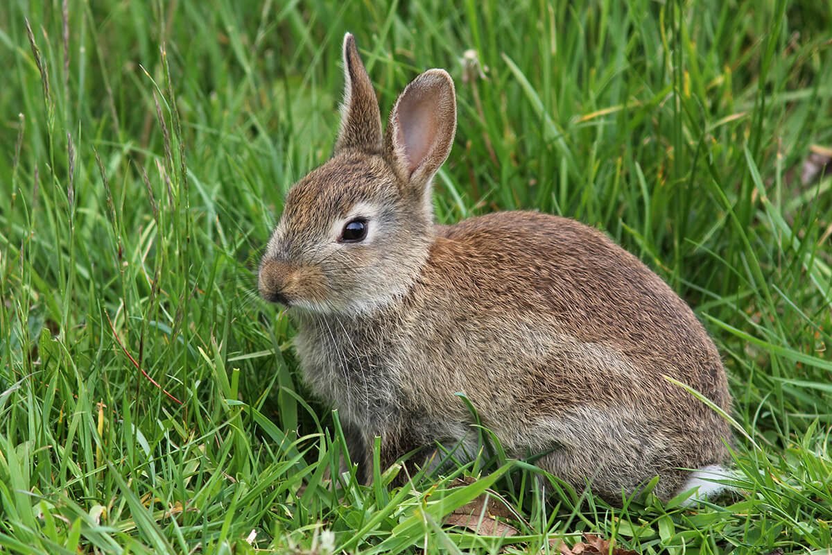 Eric-Dempsey-rabbit-2022.jpg